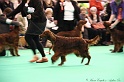 Crufts2011_2 005